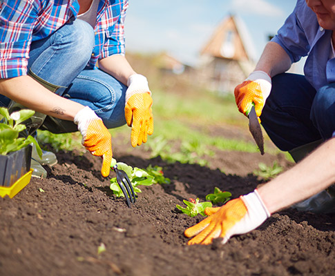 Farmers working with young crops