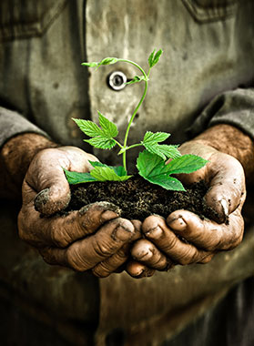 Seedling in prepared soil