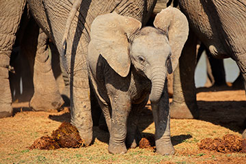 Crop detail