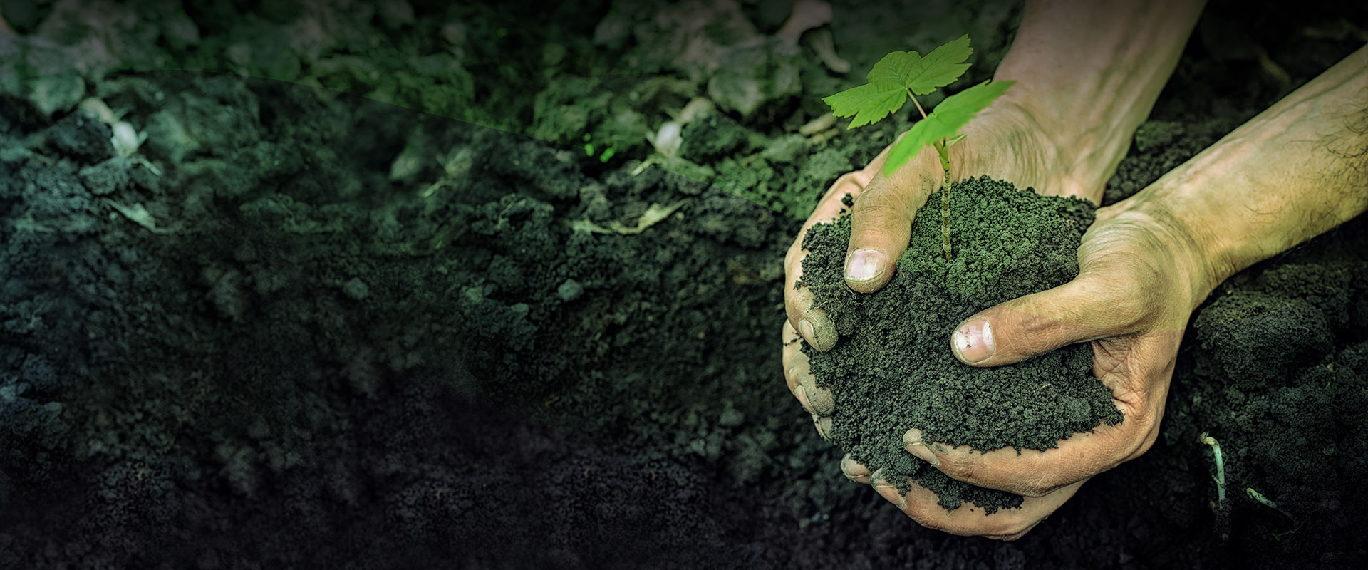 Hands holding fertile soil and a young plant